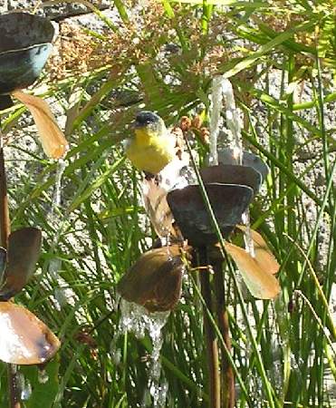 An American Goldfinch visits the Fountain. Click to enlarge.