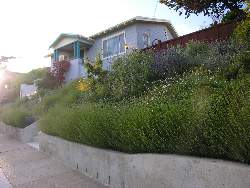 Numerous Lavenders and two young Avocado trees grace the front yard.