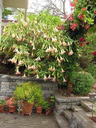 A Datura also know as Angels Trumpet. Click to enlarge.