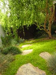 Happys Garden with its Corkscrew Willow. Click to enlarge.