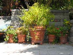 Some of the many potted plants on the patio.