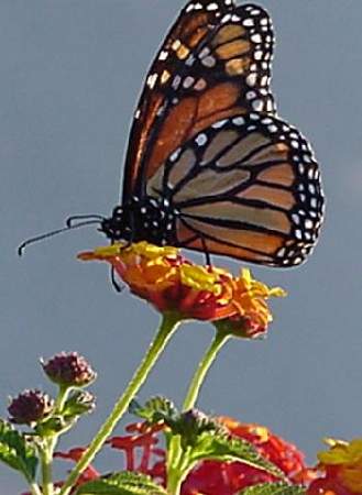 Monarchs - King of the Butterflies!