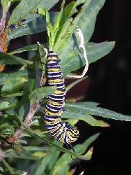 A Monarch Caterpillar eats Milkweed.
