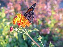 A Monarch takes nectar at a Lantana 