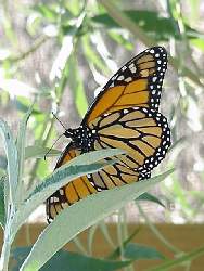 A Monarch at Crockett Vivarium.