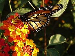 Another Monarch on the Lantana.