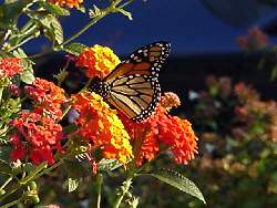 And still another Monarch on the Lantana.