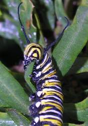 One hungry Monarch Caterpillar.