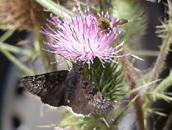 A Mournful Duskywing and a Bee on a Flower